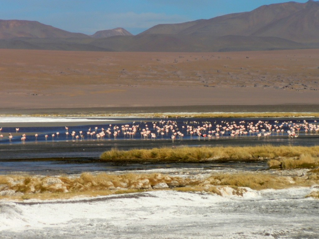 Lagunes Flamands Bolivie