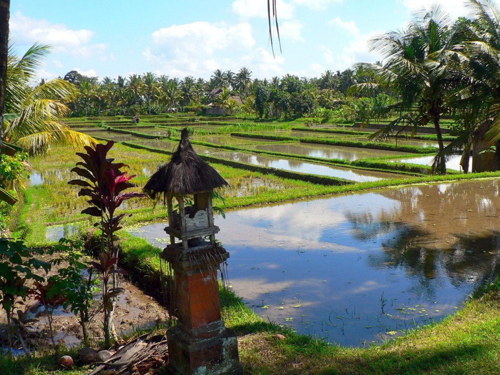 Riziere Bali 2