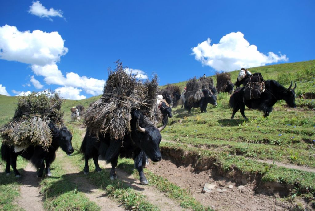 Sur la route des yaks