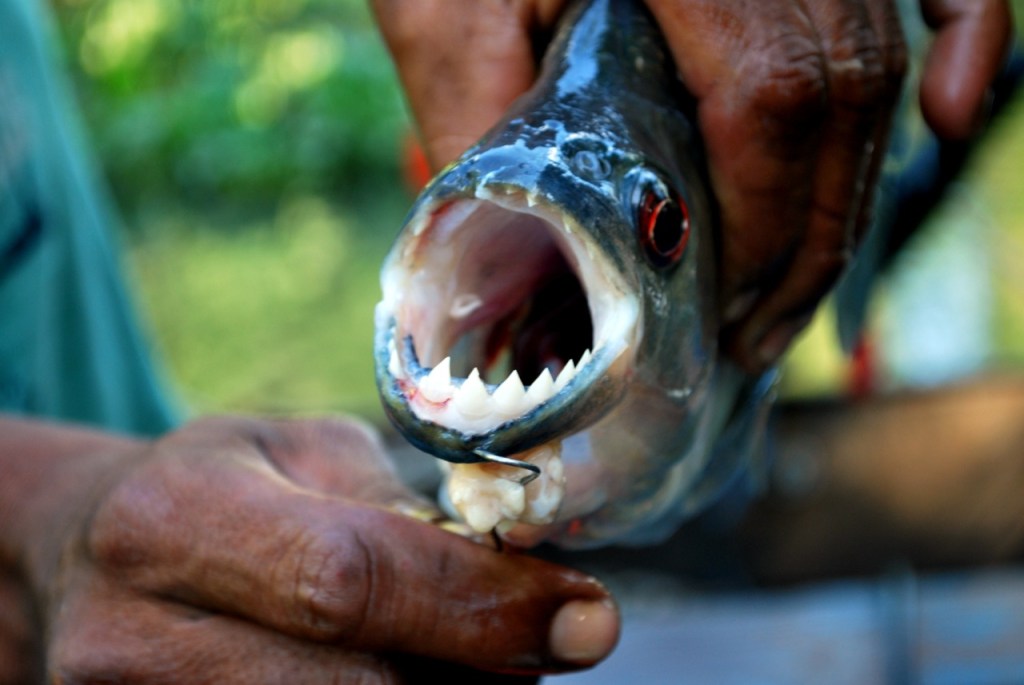 Piranha, Venezuela