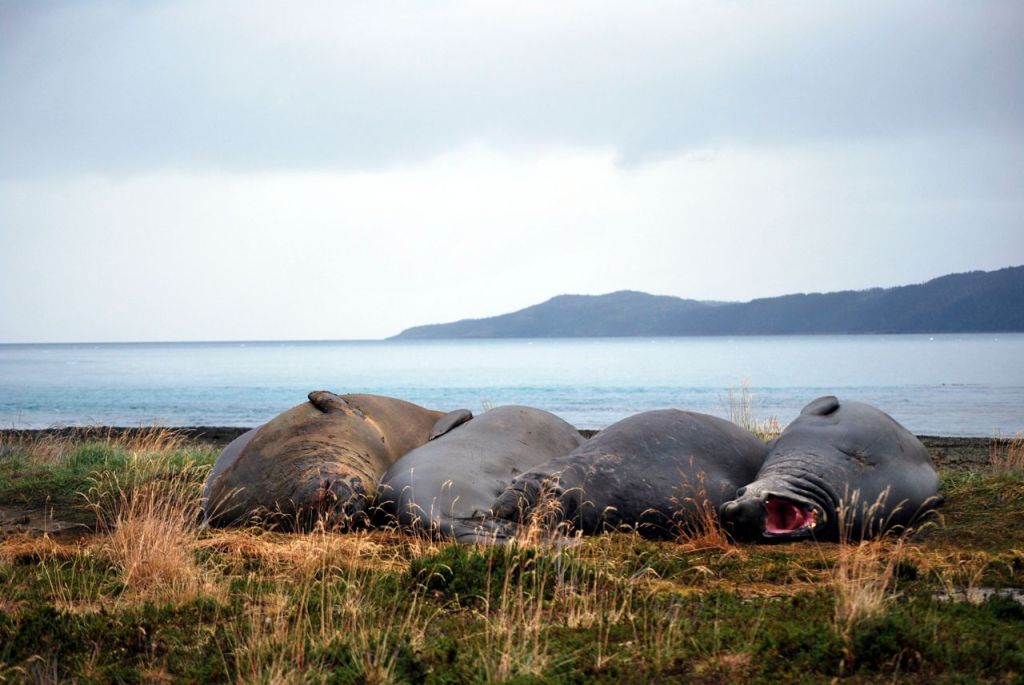 Éléphants de mer en Patagonie