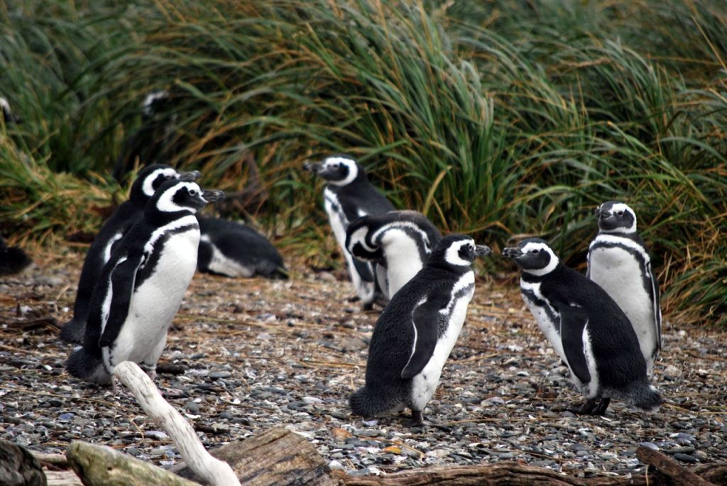 Manchots de magellan