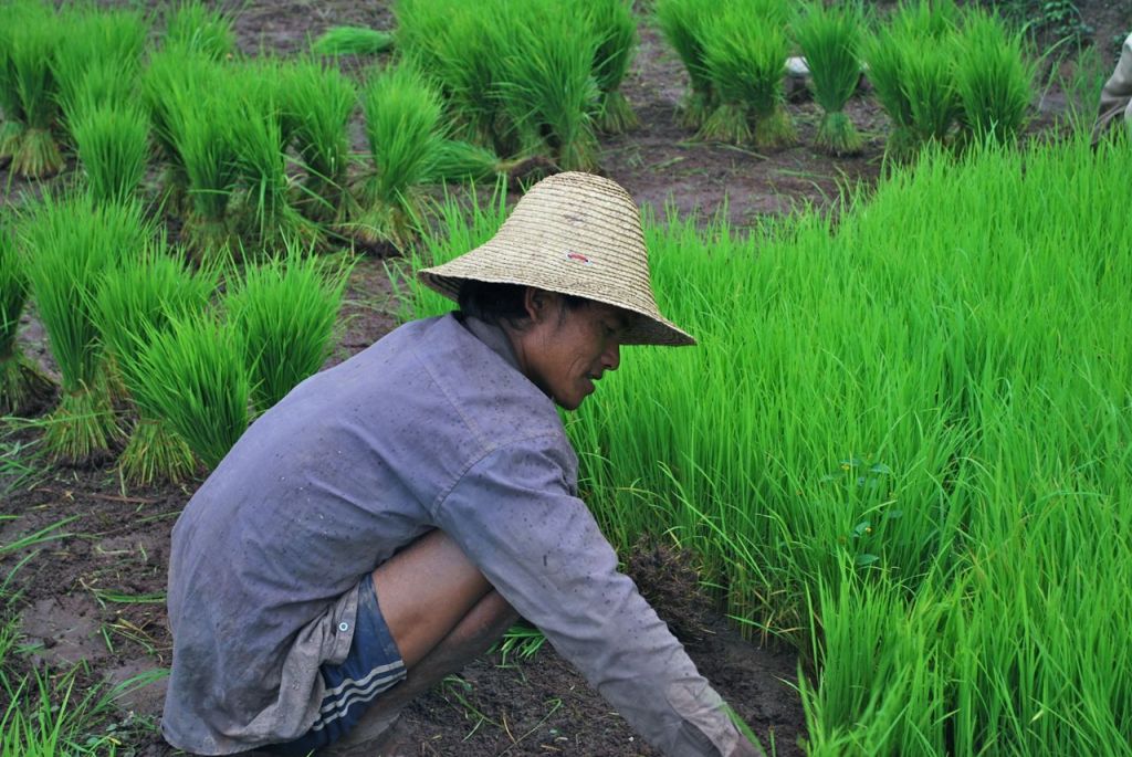 Repiquage du riz au nord du Laos