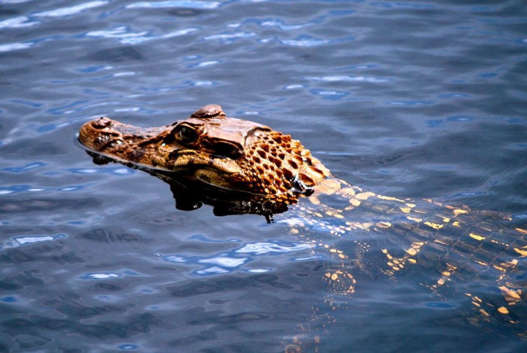 La photo de la semaine – Sac à&nbsp;main