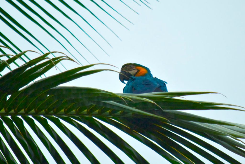 Y a-t-il quelque chose à voir en Guyane&nbsp;?