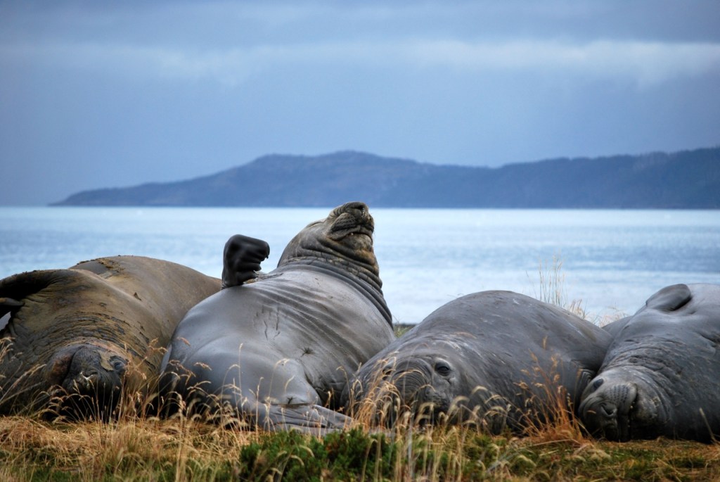 03_Patagonie croisiere 2