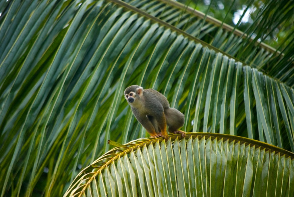 07_Guyane singe