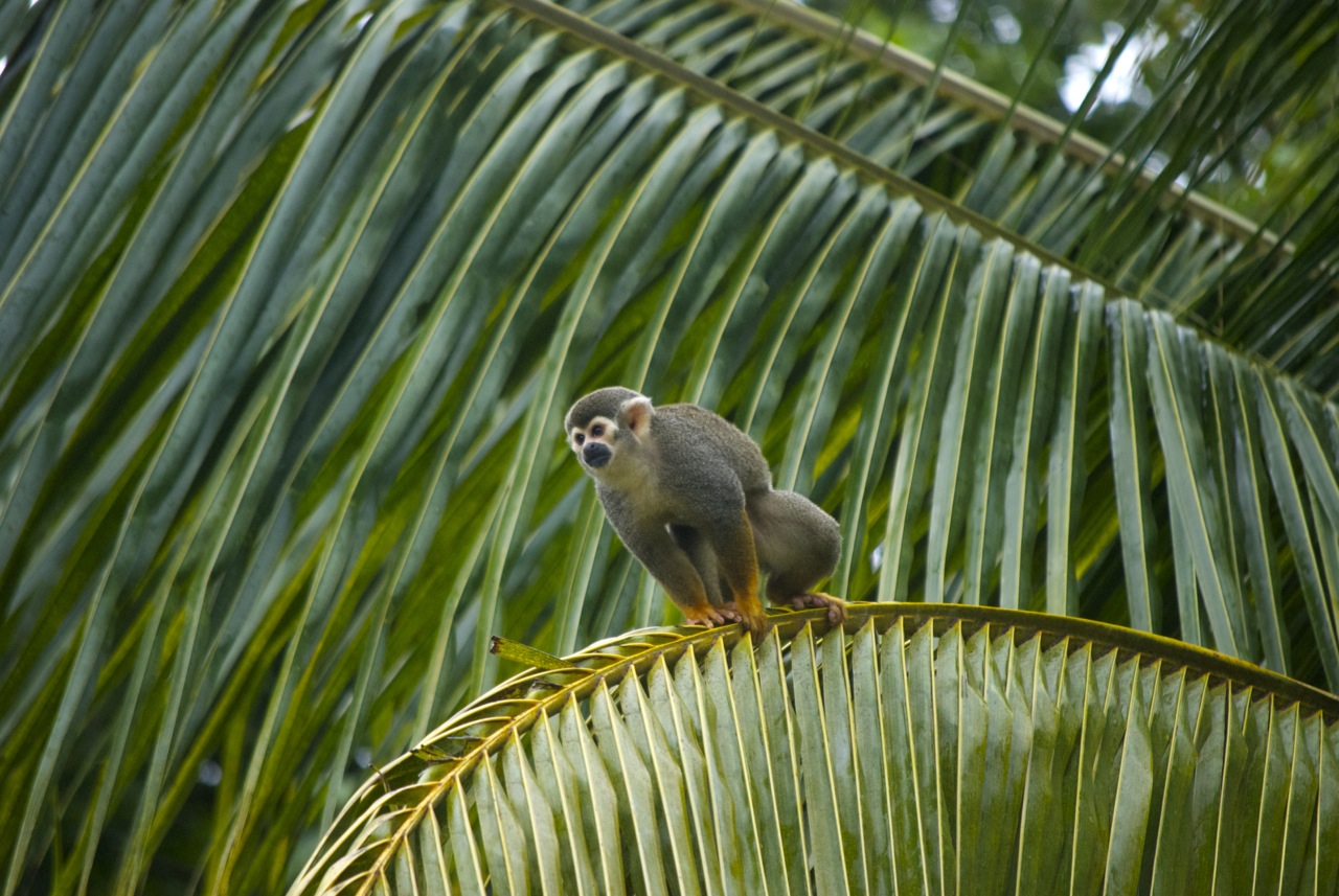 07_Guyane singe