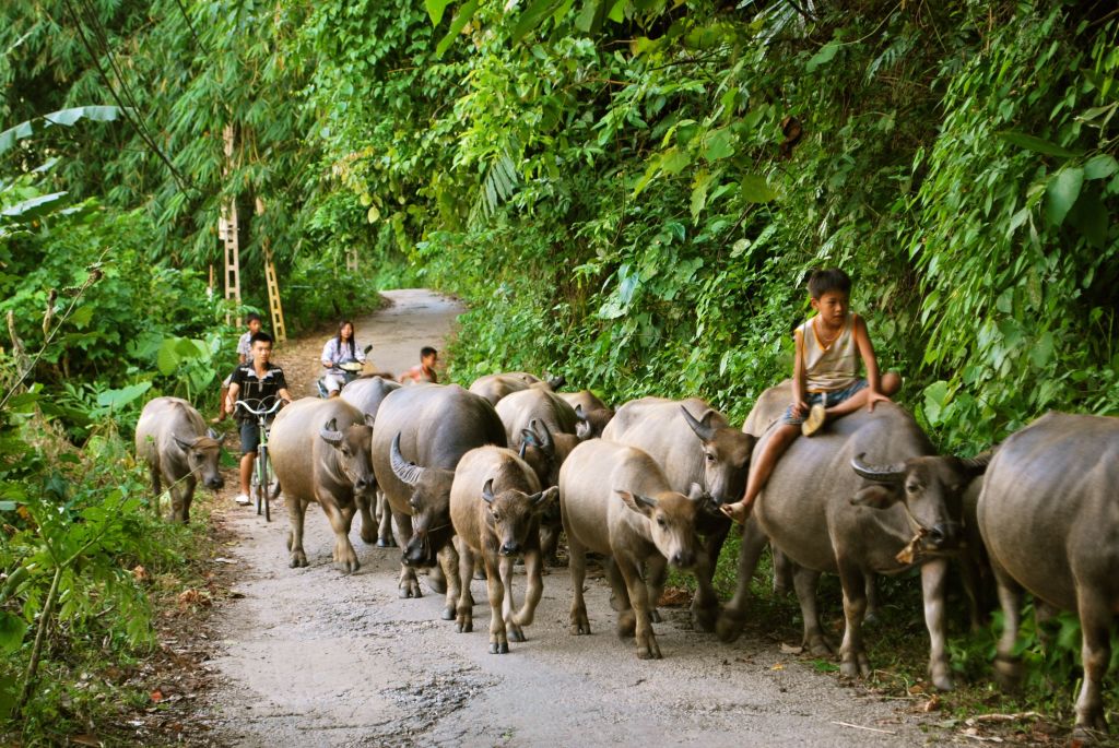 Le lac Ba Be, encore assez peu visité