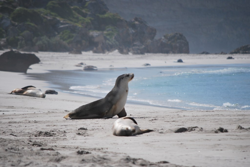 Australie-Kangaroo-Island